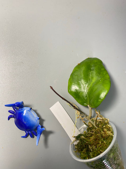 Hoya pentaphlebia - active growth