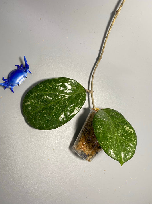 Hoya ‘Michele’ - active growth