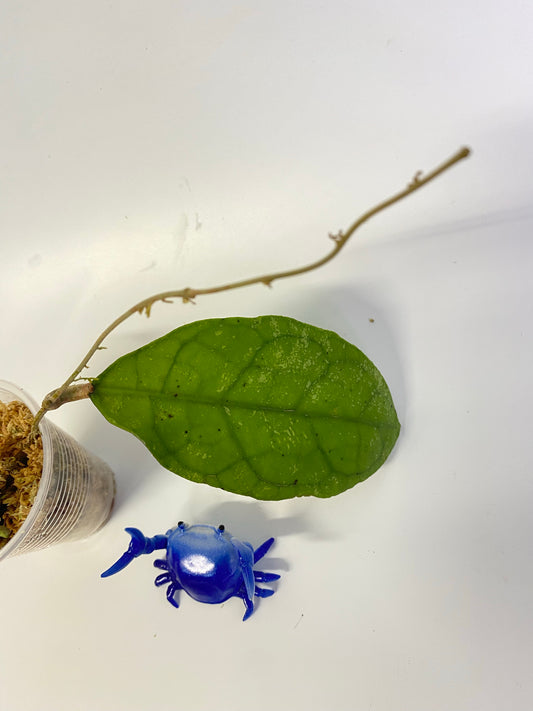 Hoya perak teddy bear / peninsularis - has some roots