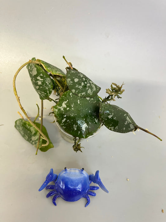 Hoya imbricata - has roots