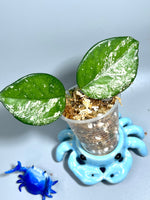 Hoya carnosa freckles splash - unrooted