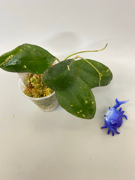 Reserved for Kat- Hoya paulshirleyi - 2 active growth points