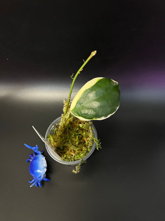 Hoya incrassata albomarginata / ‘eclipse’ - unrooted