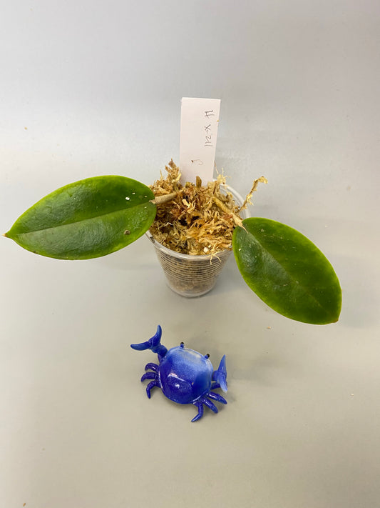 Hoya X-211- unrooted