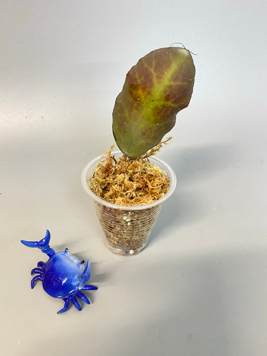 Hoya waymaniae borneo - unrooted