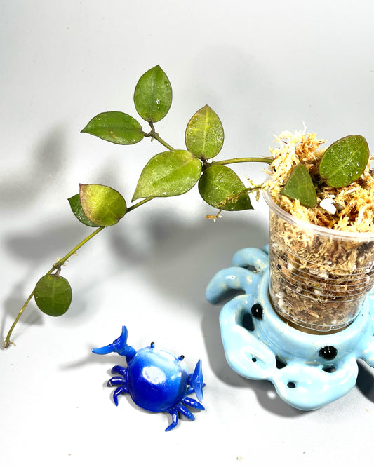 Hoya lacunosa Indonesia  - Unrooted