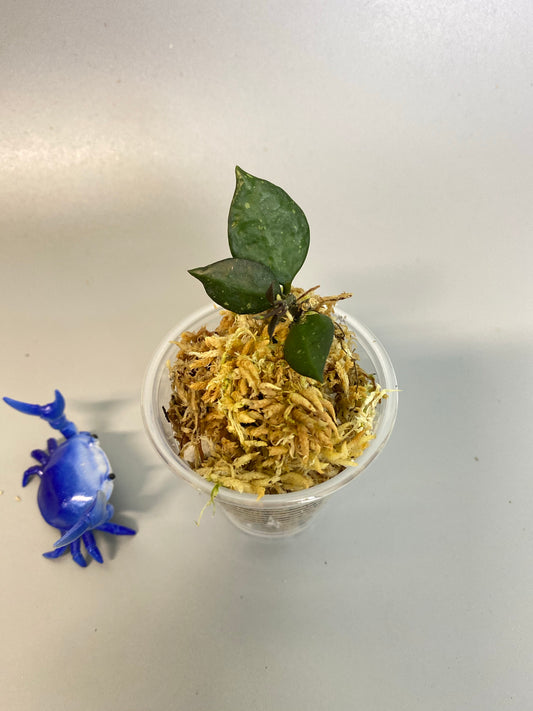 Hoya krohniana black -  new growth