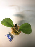 Hoya viola (deykeae x vitellina)