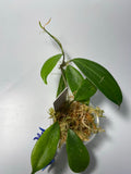 Hoya neo-ebudica - Unrooted