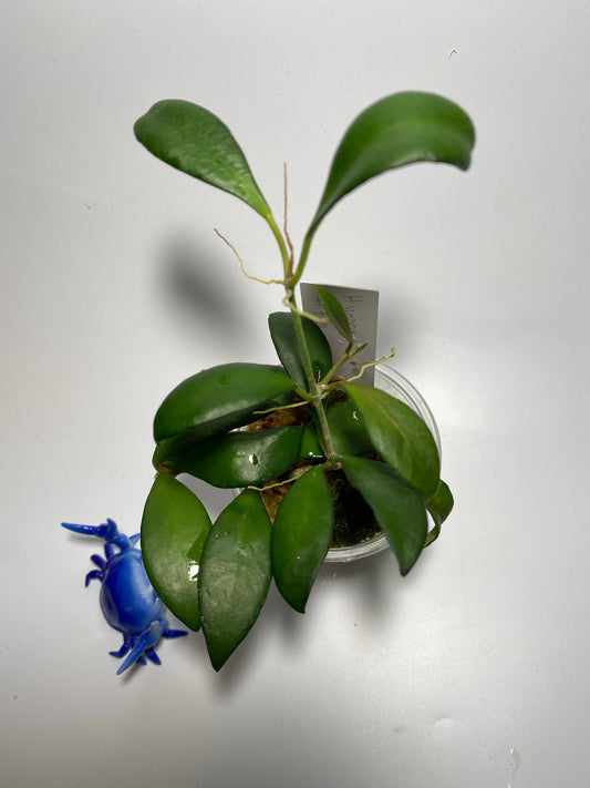 Hoya cv noona - active growth