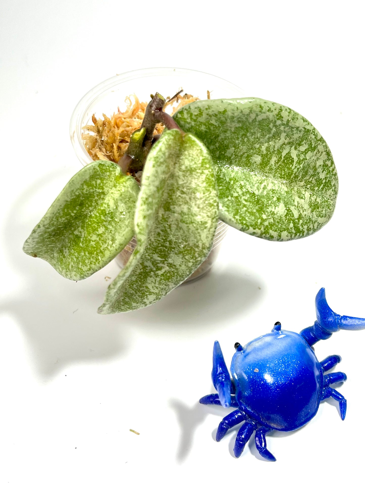 Hoya nova ghost - reverted from argentea princess - Unrooted