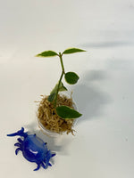 Hoya Bella outer variegation. (Albomarginata) - unrooted