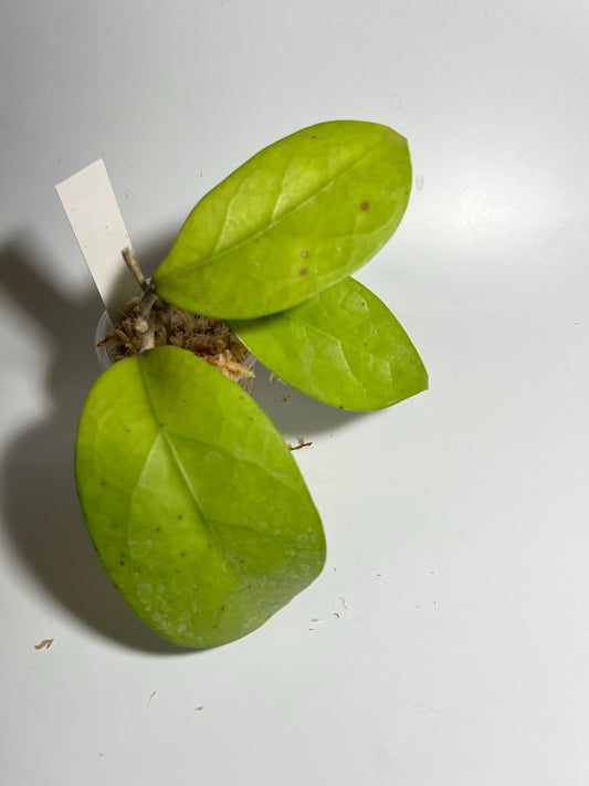 Hoya epc 898 / ut 163 - Unrooted