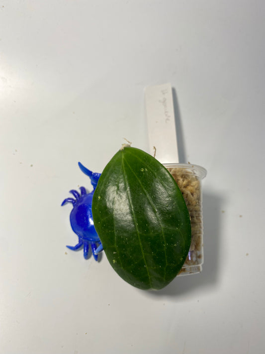 Hoya Genieve MB1141 - unrooted