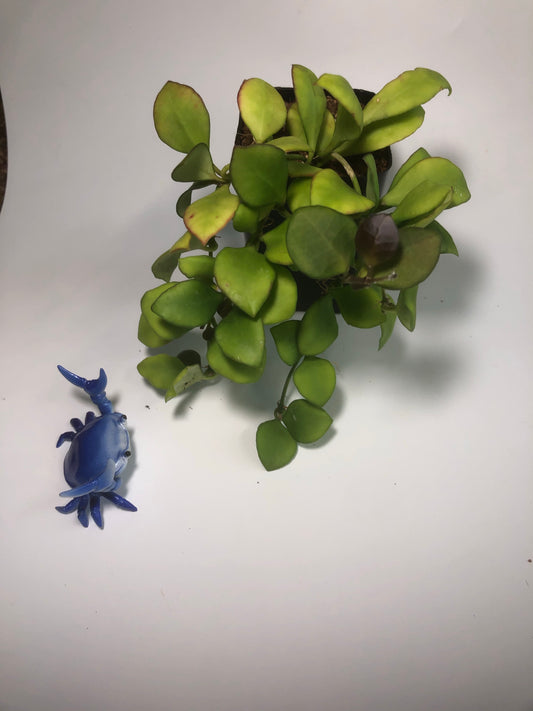 Hoya heuschkeliana pink