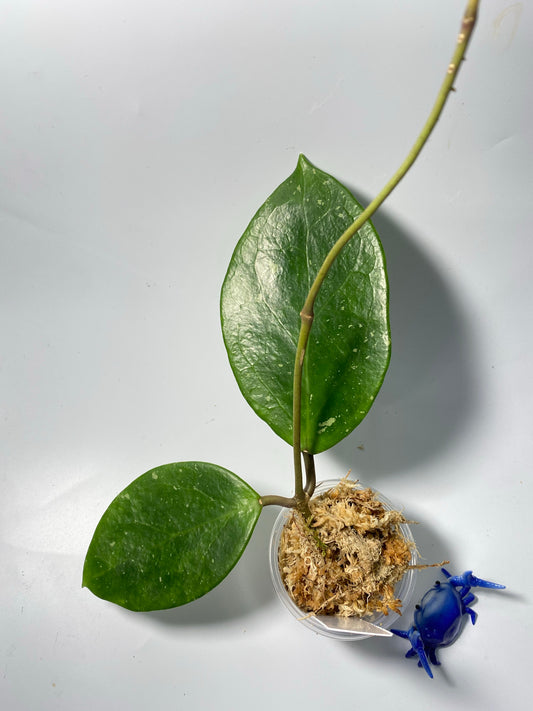 Hoya sweet scent - Unrooted