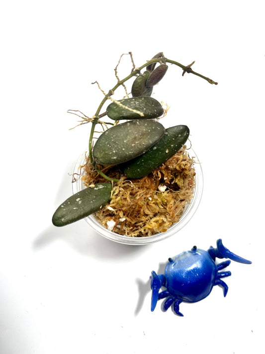 Hoya gps 7240 - Unrooted