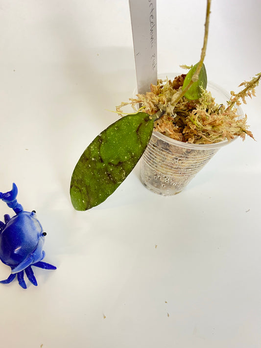 Hoya scortechinii pink UT001- starting to root