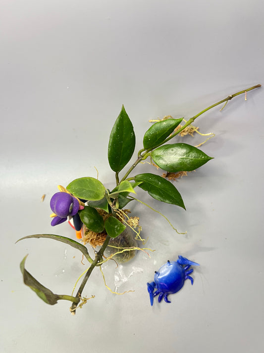 Hoya sunrise - has roots