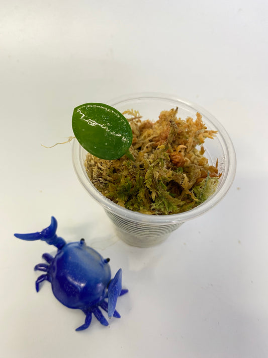 Hoya mathilde - free add-on