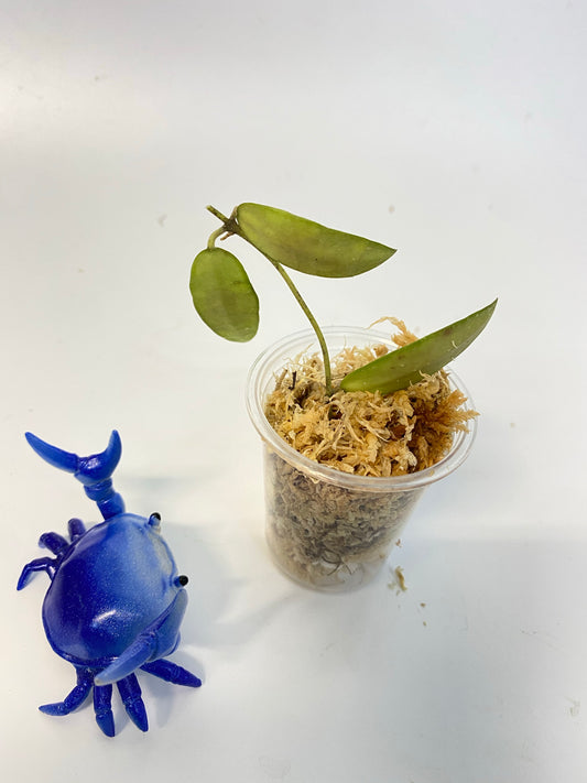 Hoya sigillatis alas river - has some roots