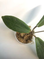 Hoya Benvergarai