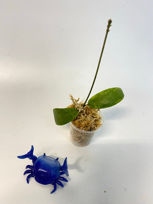 Hoya sp UT011 - Unrooted