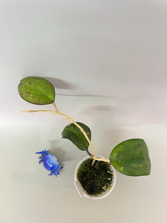 Hoya Joy - has some roots