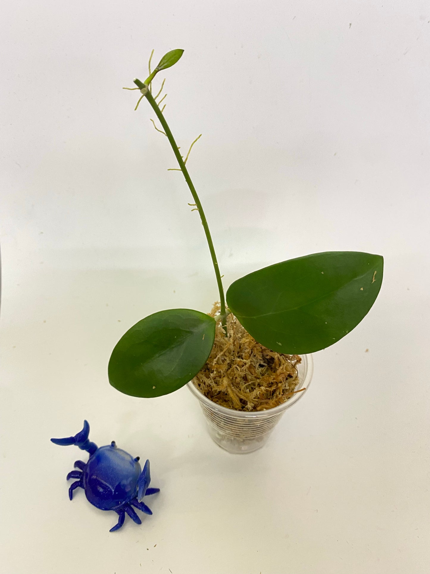 Hoya MB 1497 - (erythrina x MB 1141) - starting to root