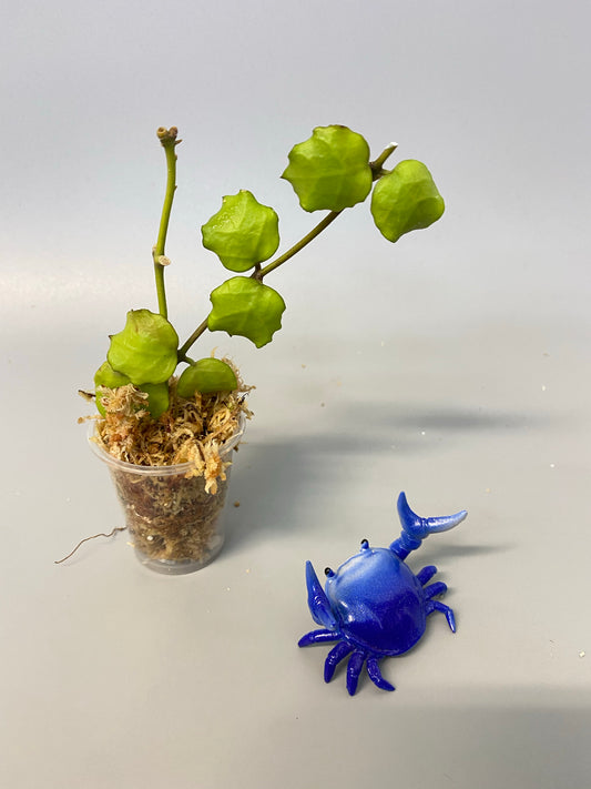 Hoya endauensis - Unrooted