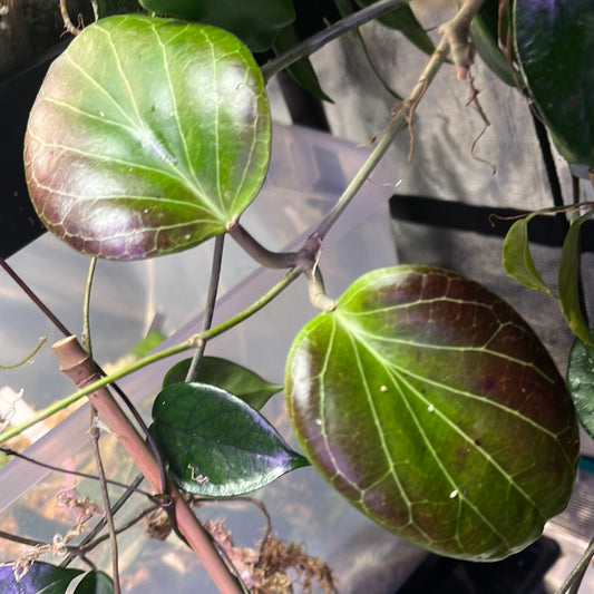 Hoya sp png sv 432 - fresh cut - Unrooted