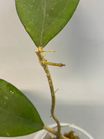 Hoya erythrostemma new, active growth