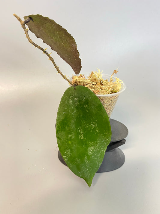 Hoya caudata big green leaf