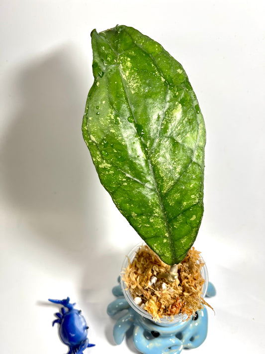 Hoya fakthong (sp chicken farm x unknown) - Unrooted