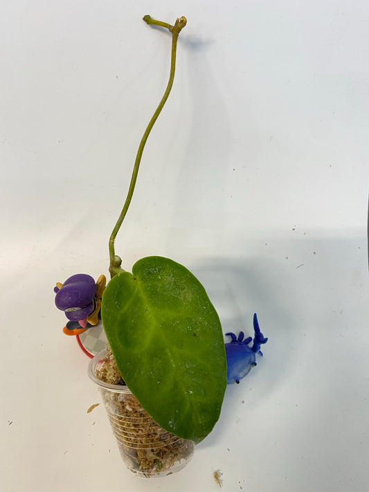 Hoya Macgillivrayi - unrooted