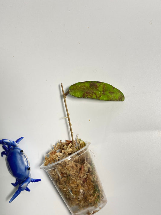 Hoya scortechinii pink UT001- barely starting to root