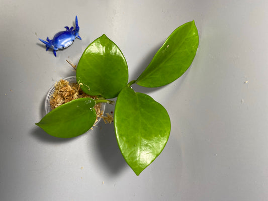 Hoya bicknellii - Unrooted