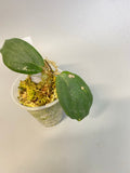 Hoya fitchii - yellow - has active growth point.