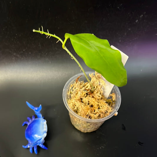 Hoya pimenteliana - Unrooted