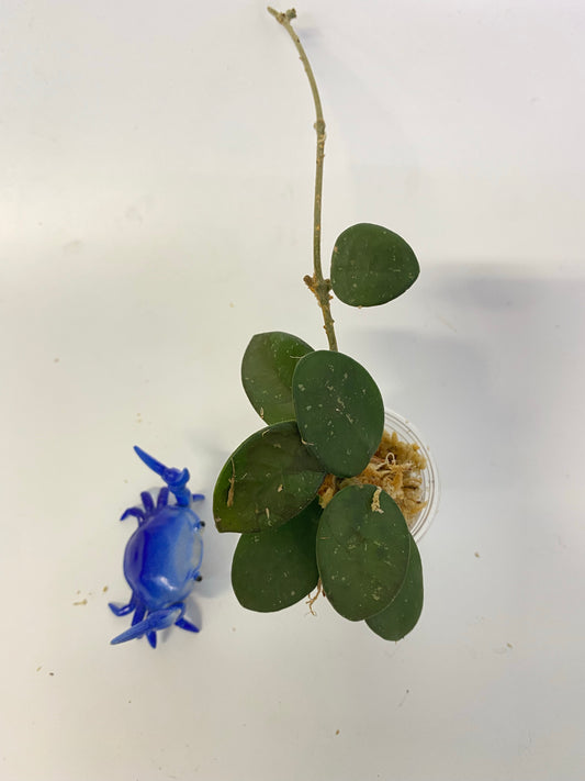 Hoya mathilde - starting to root