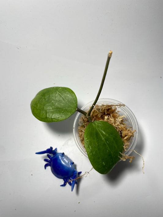 Hoya nicholsoniae x parasitica - unrooted