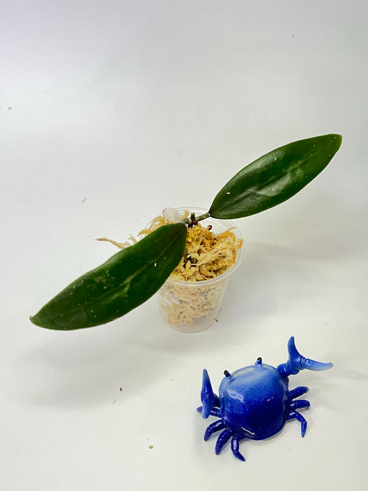 Hoya Ah-001 - Unrooted