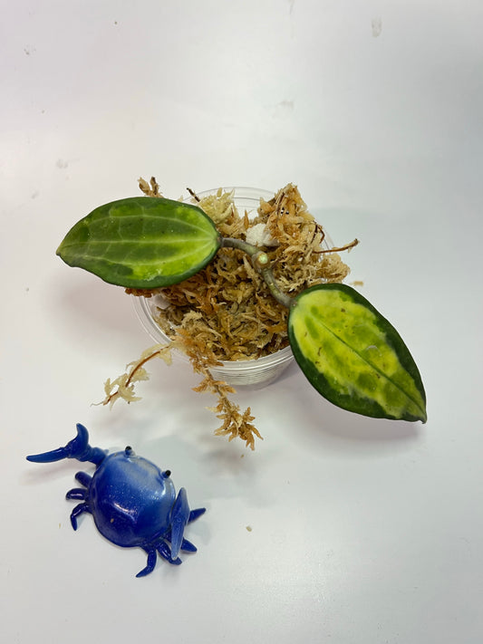 Hoya macrophylla pot of gold - Unrooted