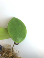Hoya sweet scent