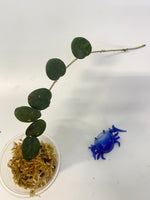 Hoya mathilde - starting to root
