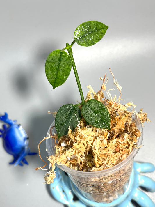 Hoya Lithophytica - Unrooted