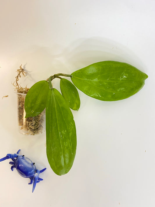 Hoya neo-ebudica - Unrooted