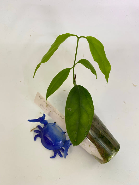 Hoya buotii sunrise - active growth