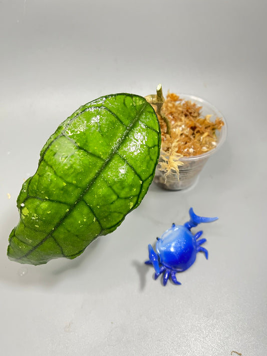 Hoya sp perak Malaysia - Unrooted