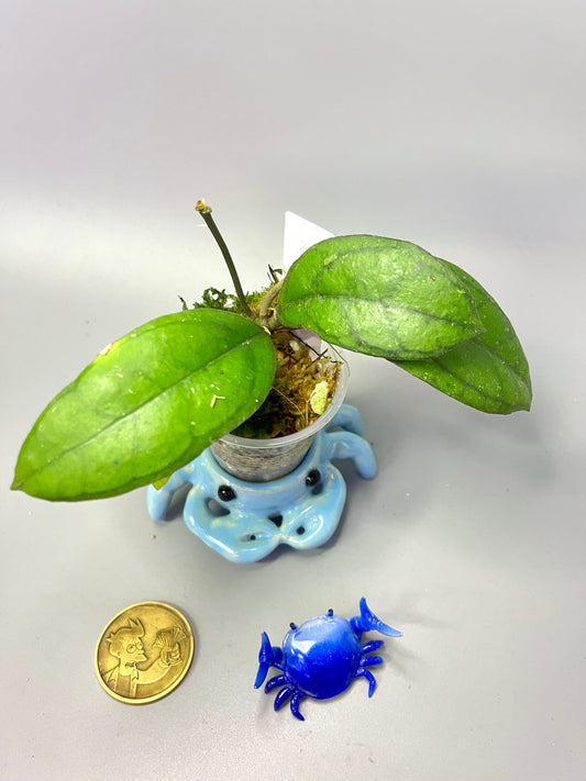 Hoya borneo round leaf - has roots